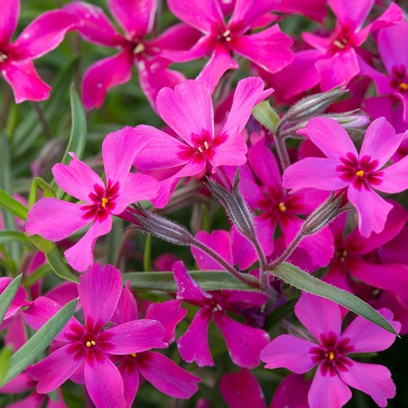 Buzz & Flutter Pollinator Pre-Planned Garden - Image 12