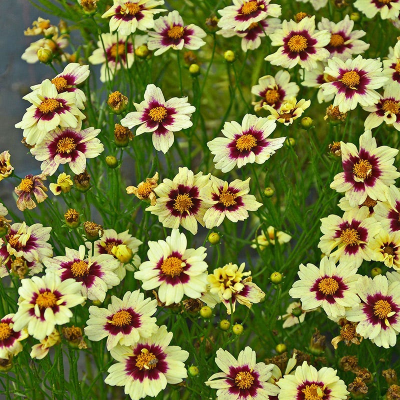 Buzz & Flutter Pollinator Pre-Planned Garden - Image 13