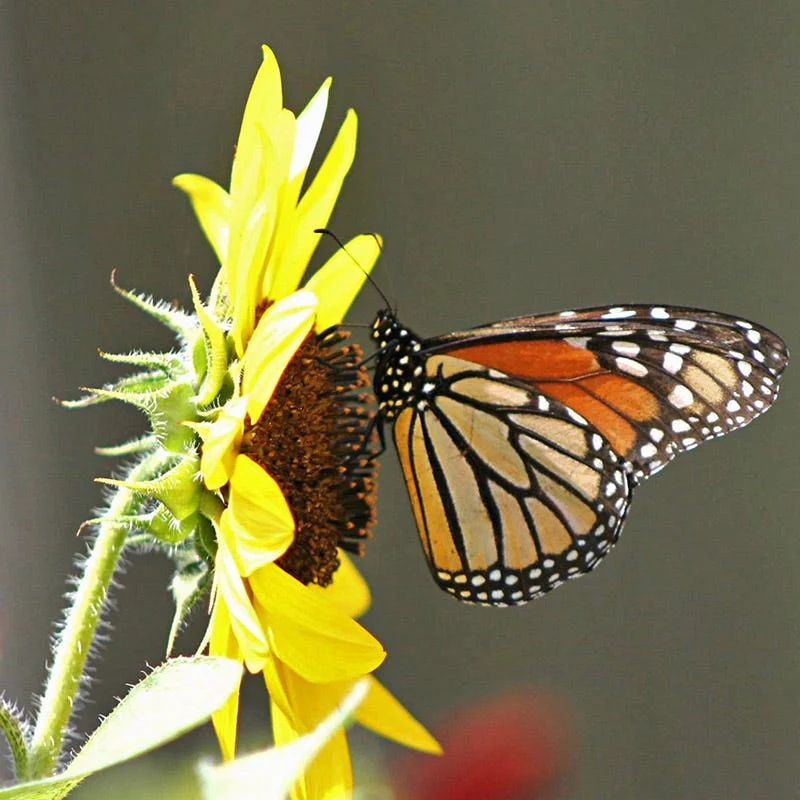 Buzz & Flutter Pollinator Wildflower Seed Collection - Image 5