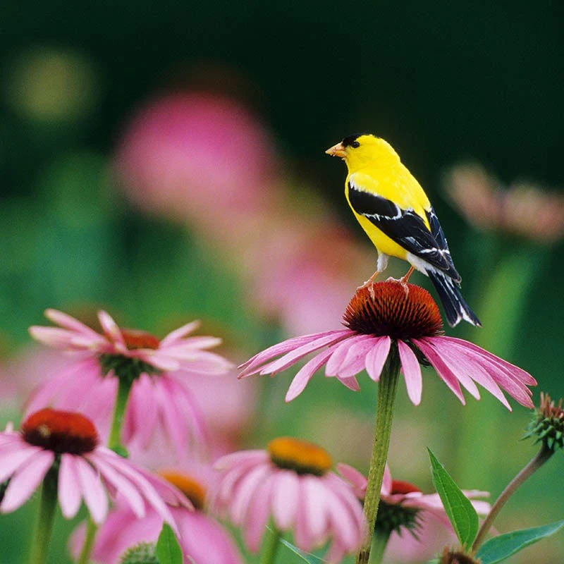 Buzz & Flutter Pollinator Wildflower Seed Collection - Image 6