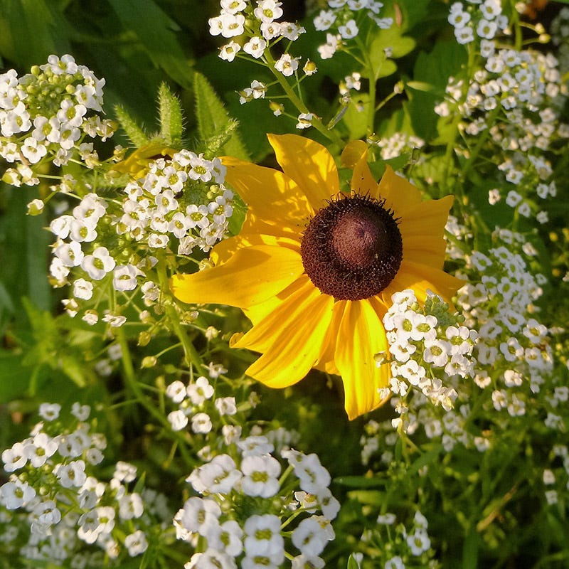 Buzz & Flutter Pollinator Wildflower Seed Collection - Image 7