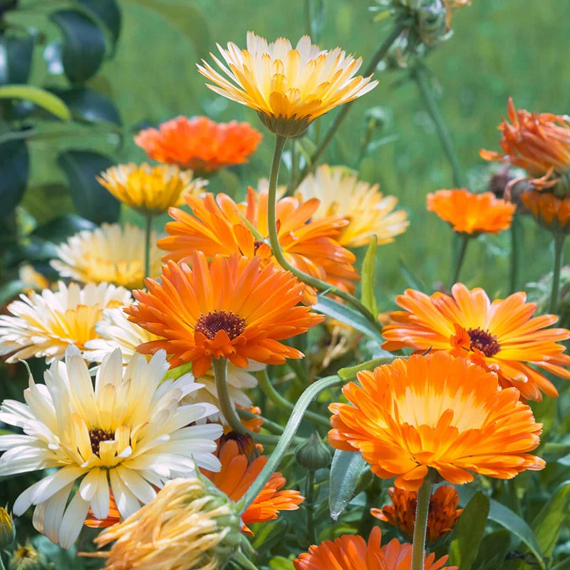 Calendula Seeds - Image 2