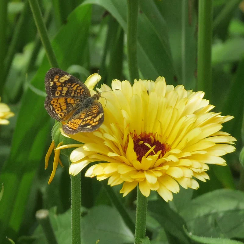 Calendula Seeds - Image 3