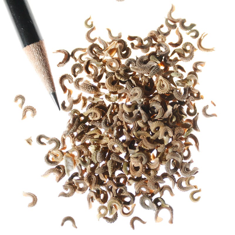 Calendula Seeds - Image 4