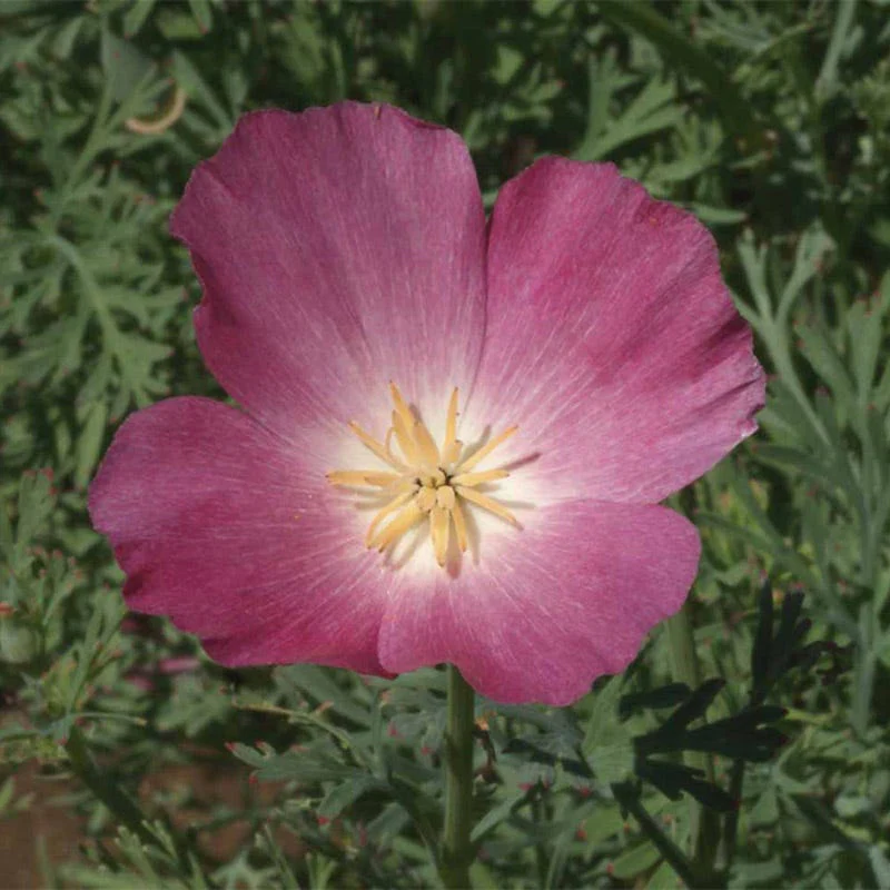 Purple Gleam California Poppy Seeds - Image 2