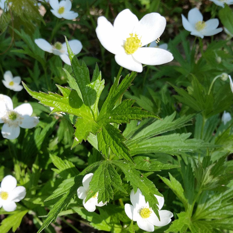 Canada Anemone Seeds - Image 4