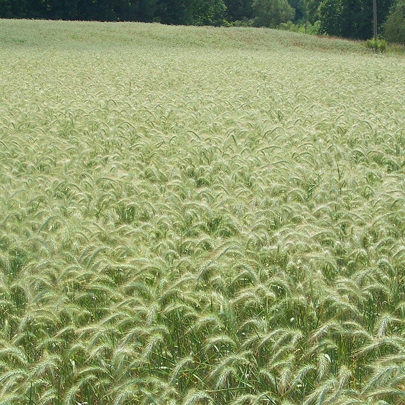 Canada Wild Rye Grass Seeds - Image 2