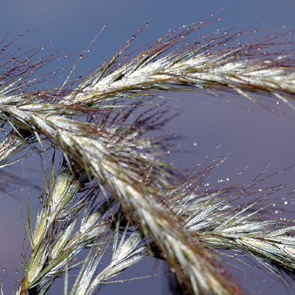 Canada Wild Rye Grass Seeds - Image 3