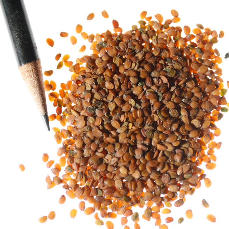Candytuft Seeds - Image 6