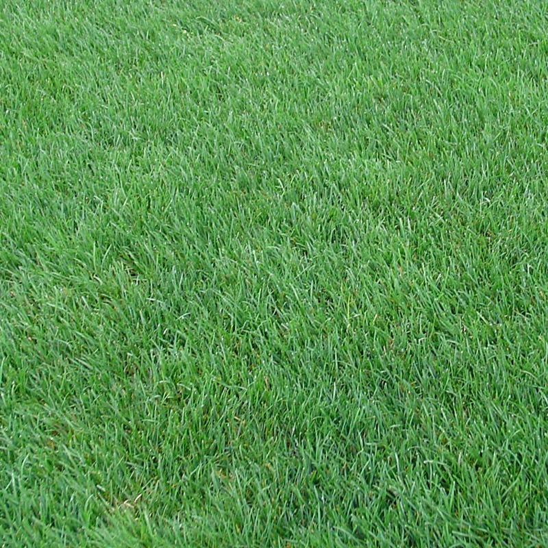 Cattle Grazing Seed Mix - Image 5