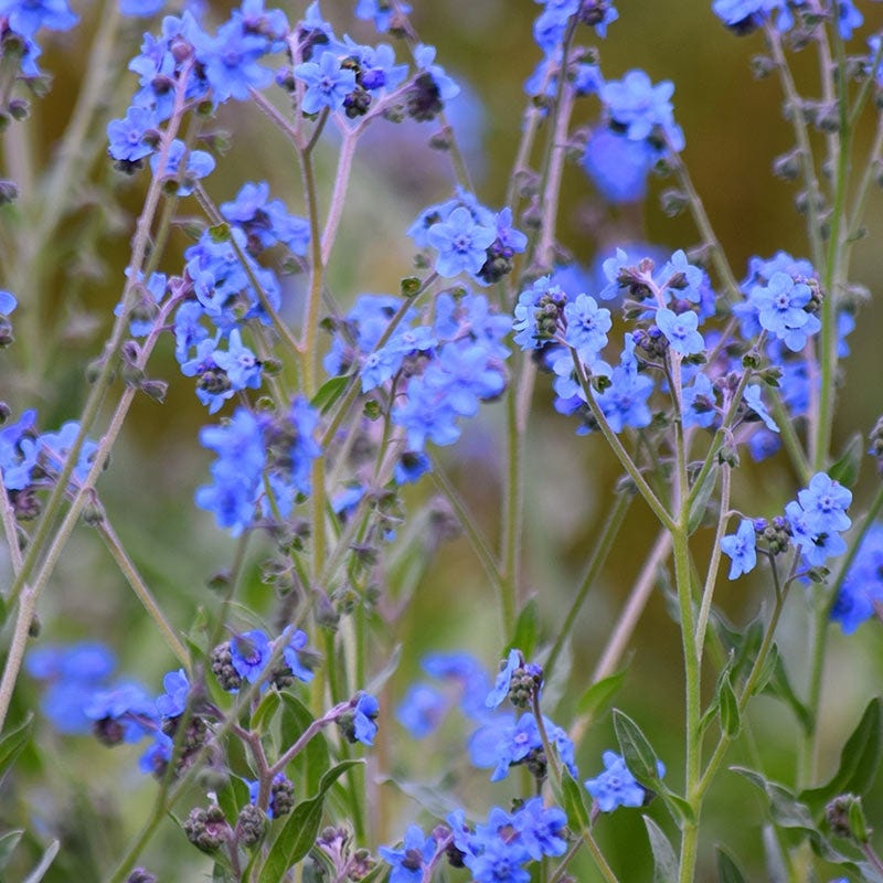 Chinese Forget-Me-Not Seeds - Image 3