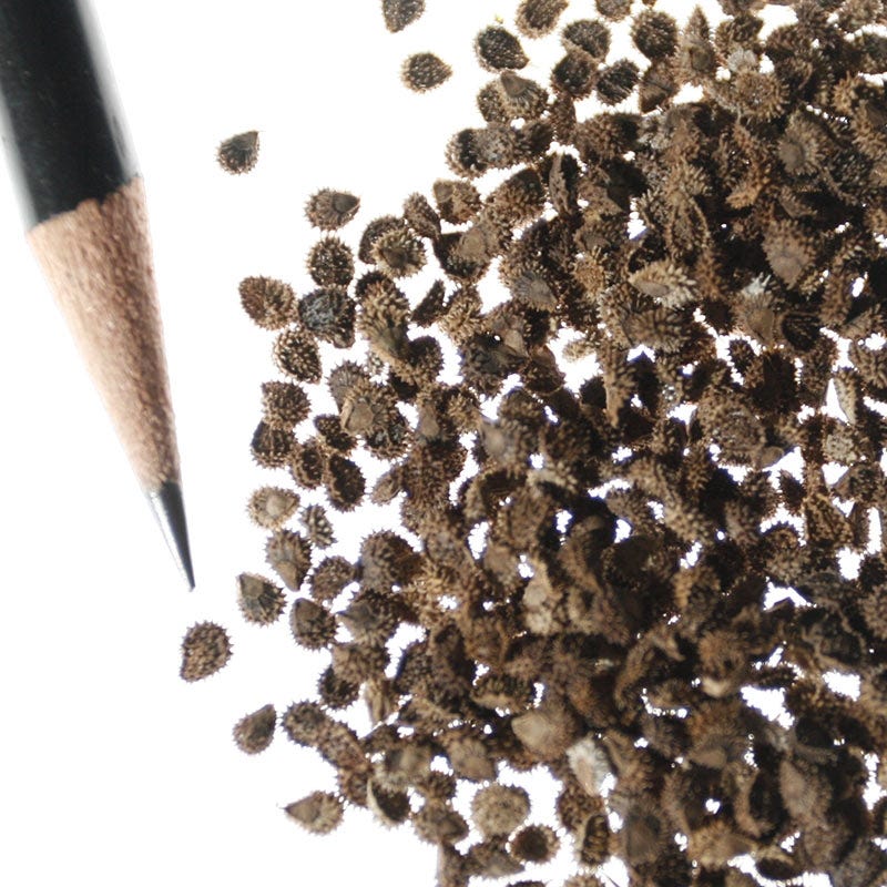 Chinese Forget-Me-Not Seeds - Image 4