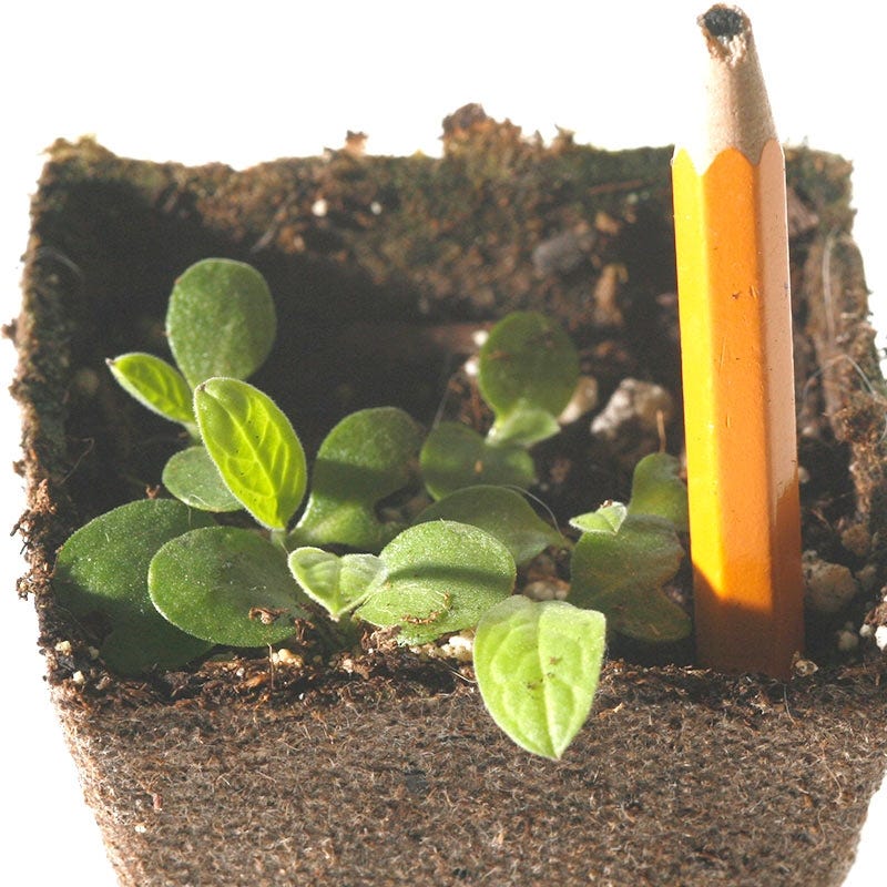 Chinese Forget-Me-Not Seeds - Image 5