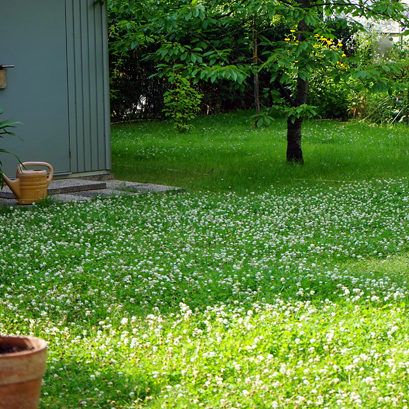 Classic Clover Lawn Seed Mix - Image 2