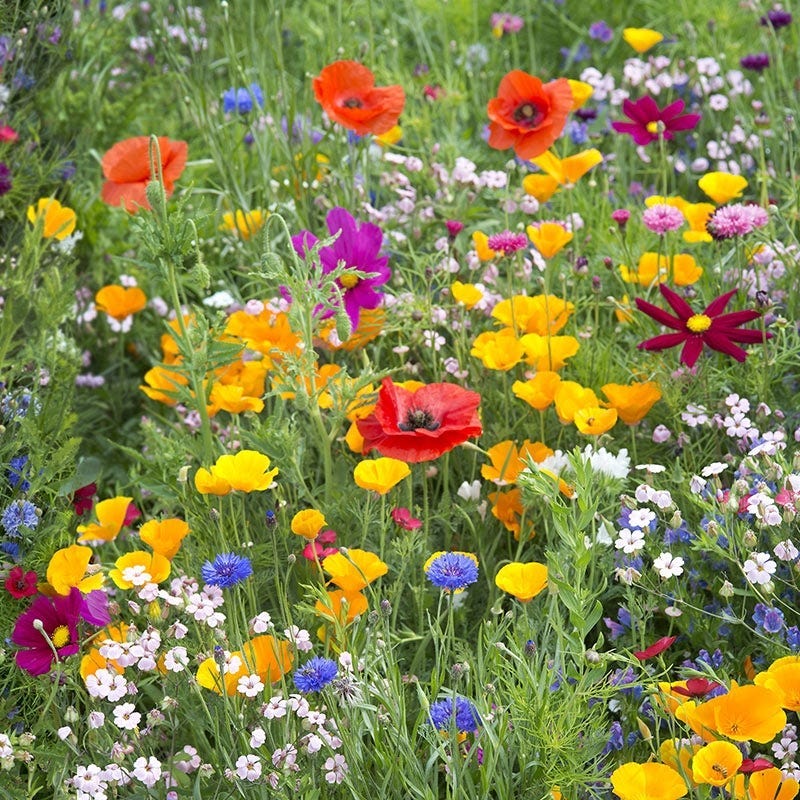 Colorado Select Wildflower Seed Mix - Image 2