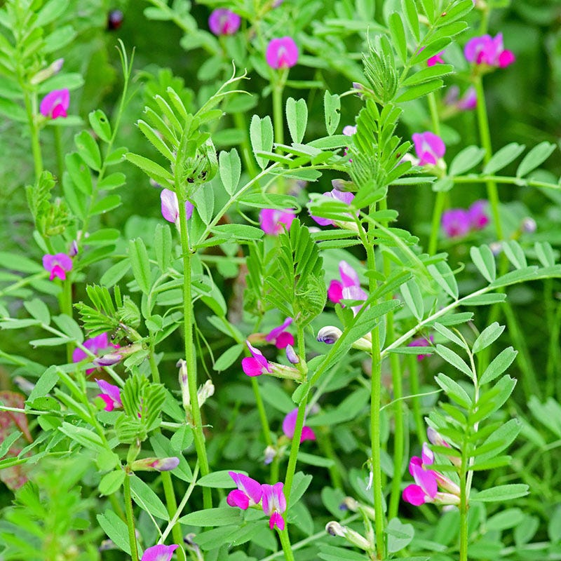 Common Vetch Seeds - Image 2