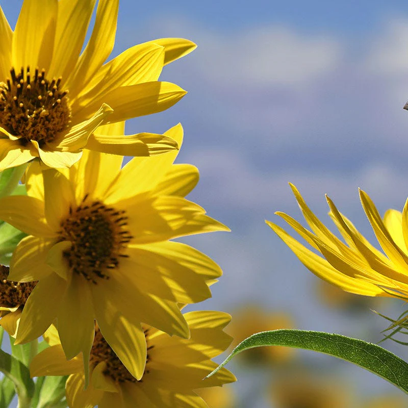 Compass Plant Seeds - Image 2