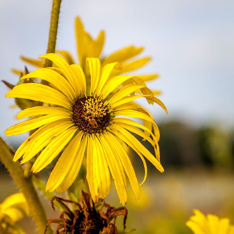 Compass Plant Seeds - Image 4