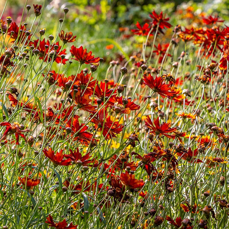 Dwarf Red Plains Coreopsis Seeds - Image 3