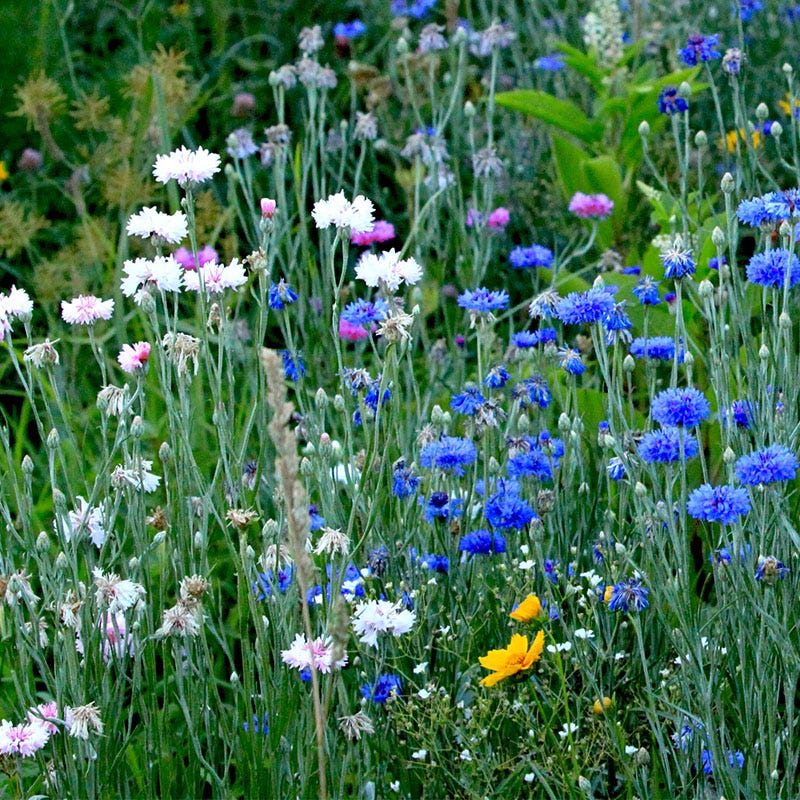 Cornflower or Bachelor Button Seeds Patriot Mix - Image 3