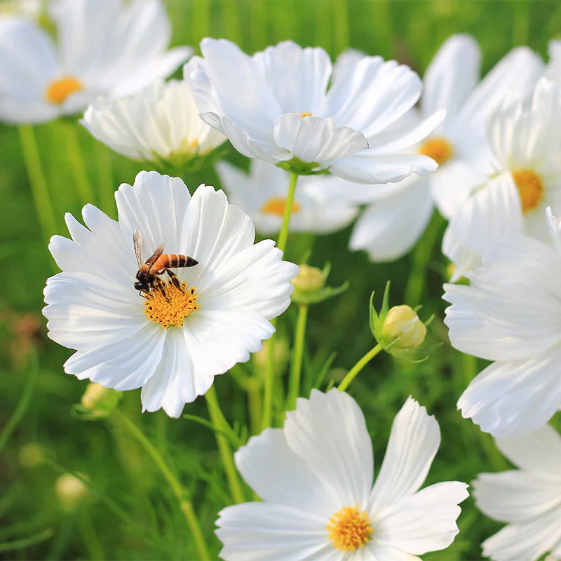 Cosmos Seed Mix - Image 3