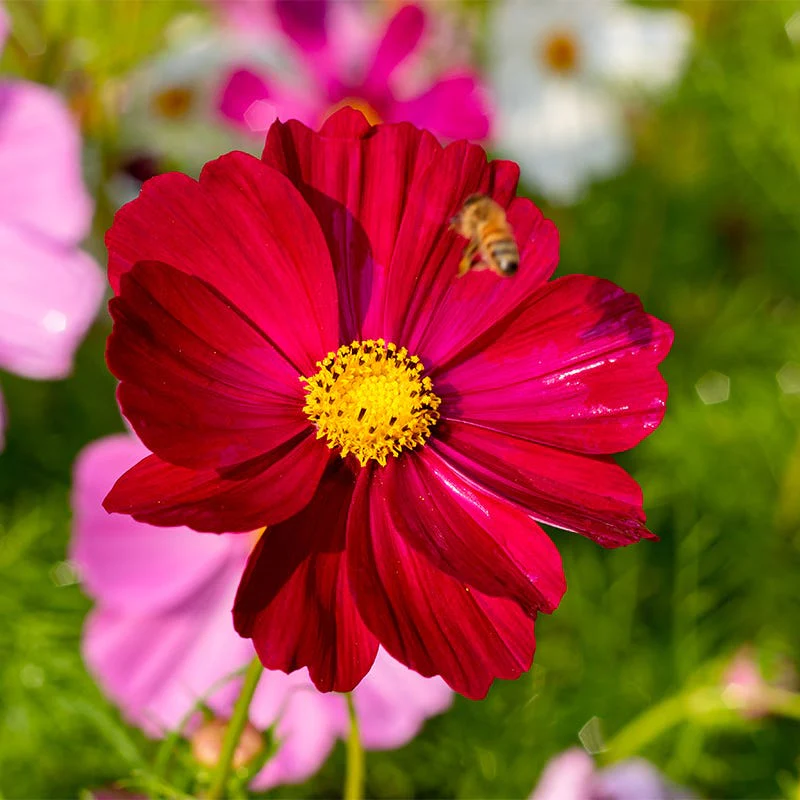 Cosmos Seed Mix - Image 4