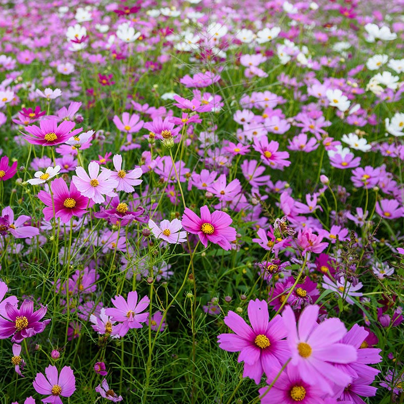 Cosmos Seeds - Image 5