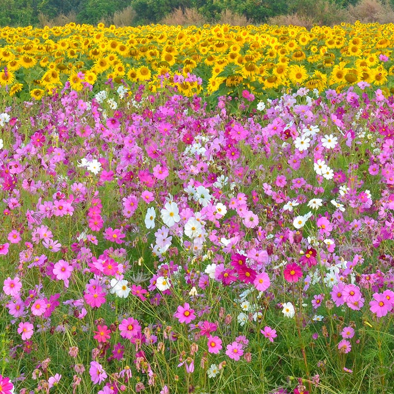 Cosmos Seeds - Image 7