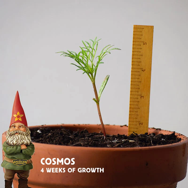 Cosmos Seeds - Image 8