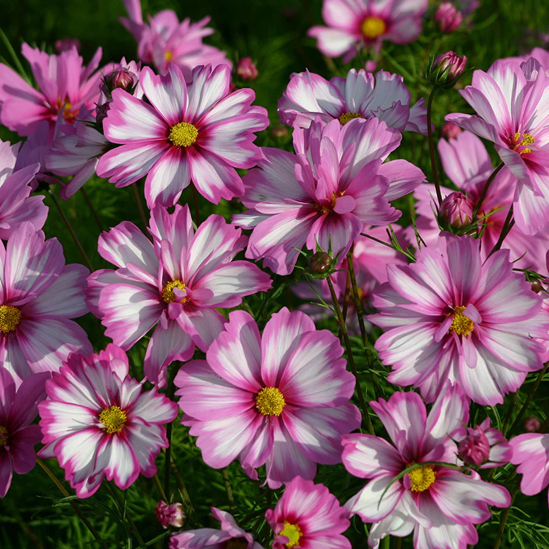 Pretty Petal Cosmos Seed Packet Set - Image 5