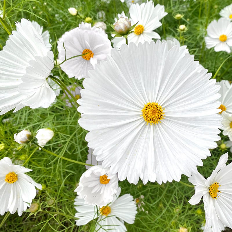 Pretty Petal Cosmos Seed Packet Set - Image 6