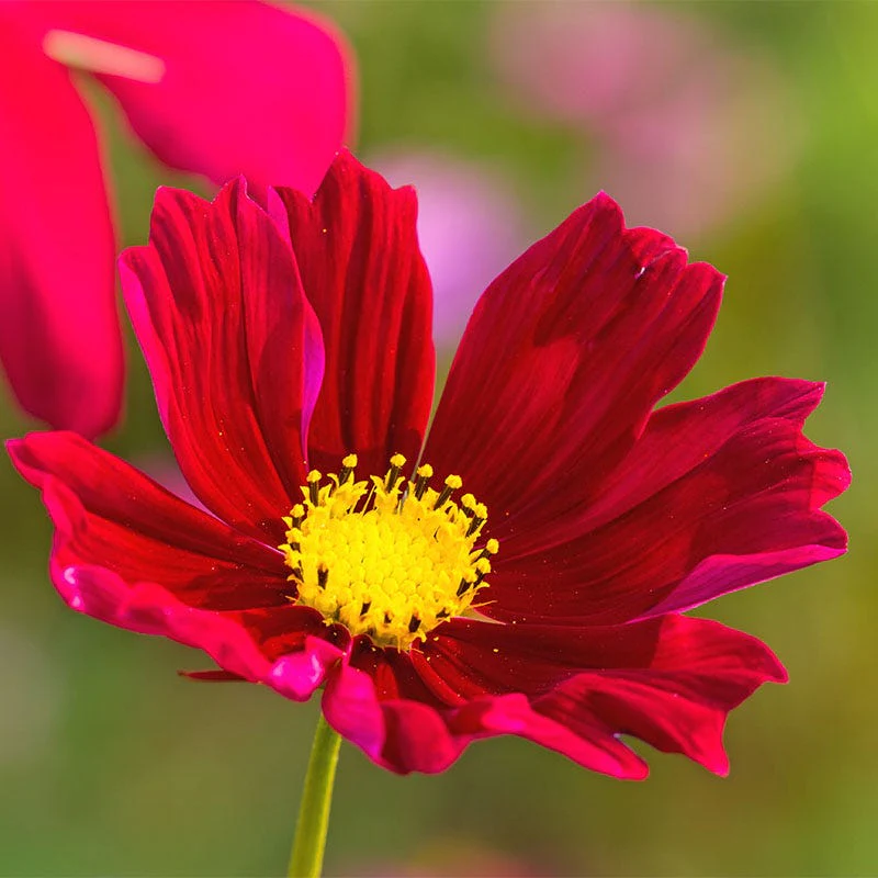 Dazzler Cosmos Seeds - Image 2