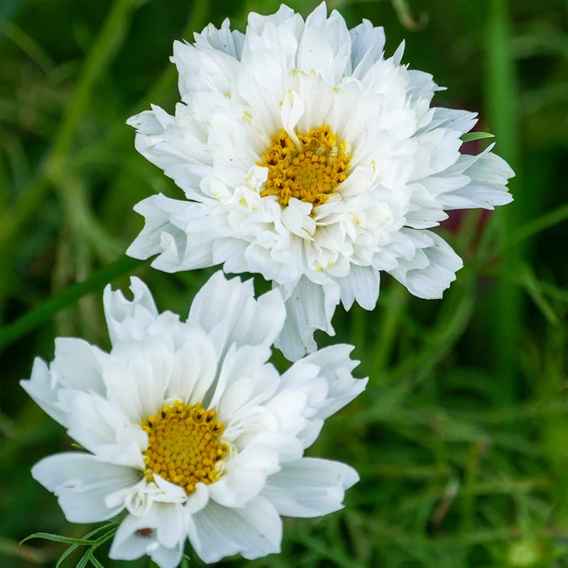 Pretty Petal Cosmos Seed Packet Set - Image 3