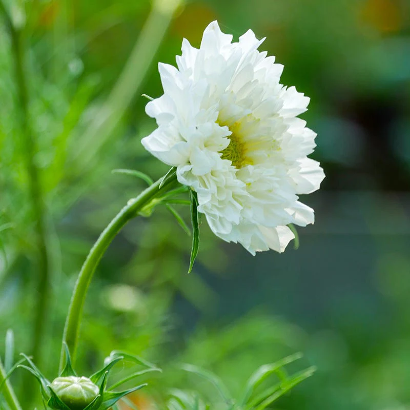 Double Click White Knight Cosmos Seeds - Image 2