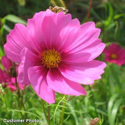 Sensation Late Blooming Dwarf Cosmos Seed Mix - Image 3