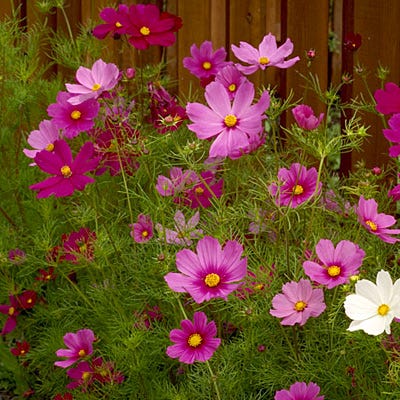 Sensation Late Blooming Dwarf Cosmos Seed Mix - Image 4