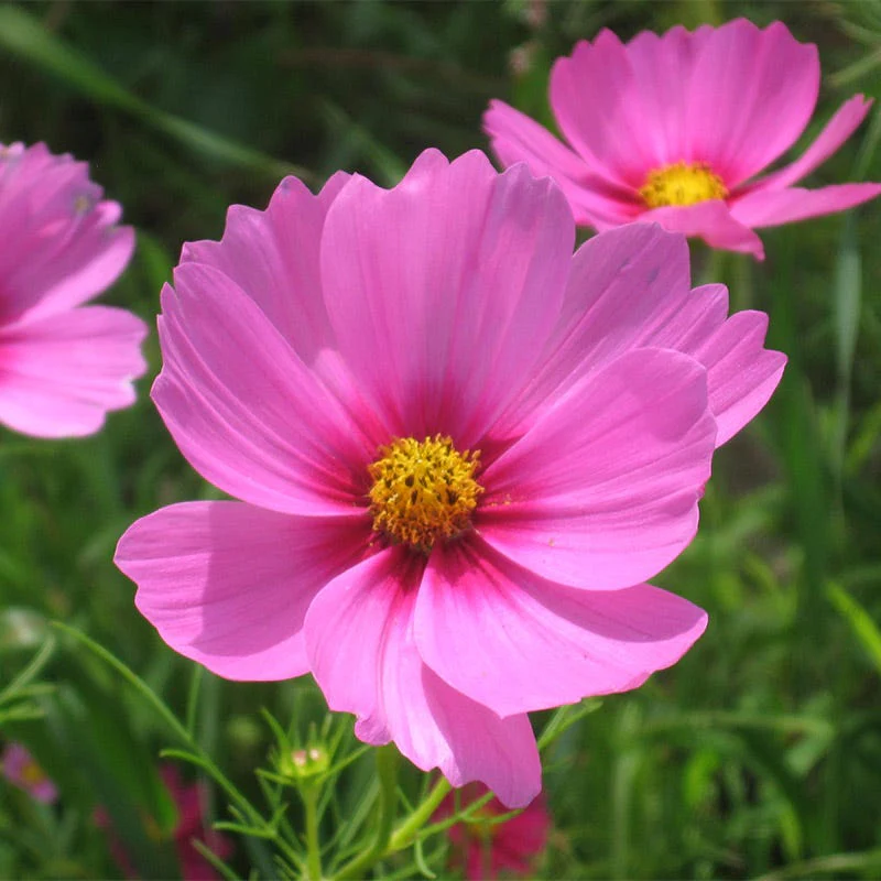 Gloria Cosmos Seeds - Image 2