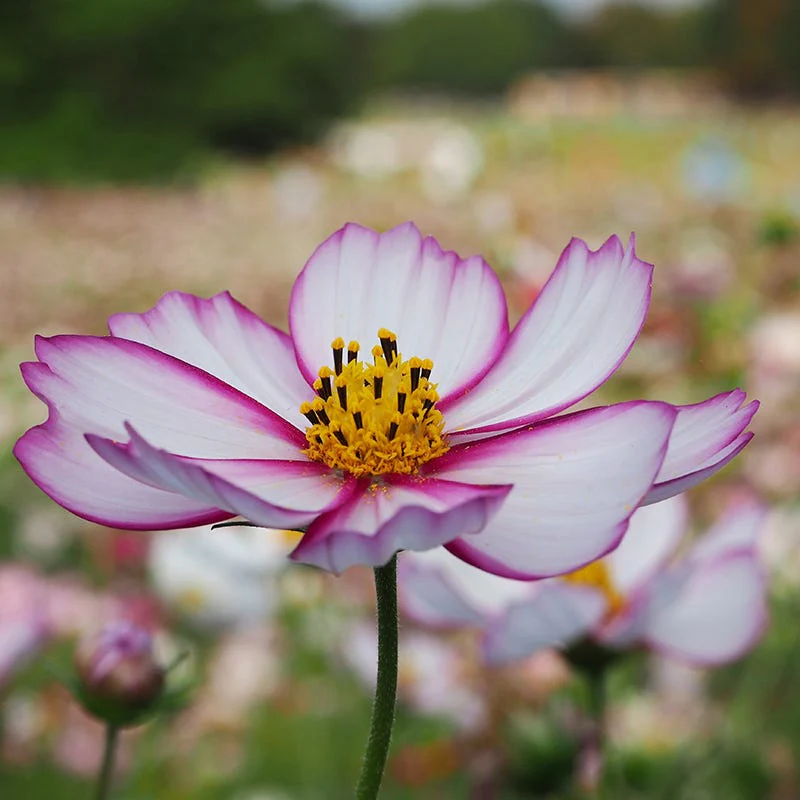 Picotee Cosmos Seeds - Image 2