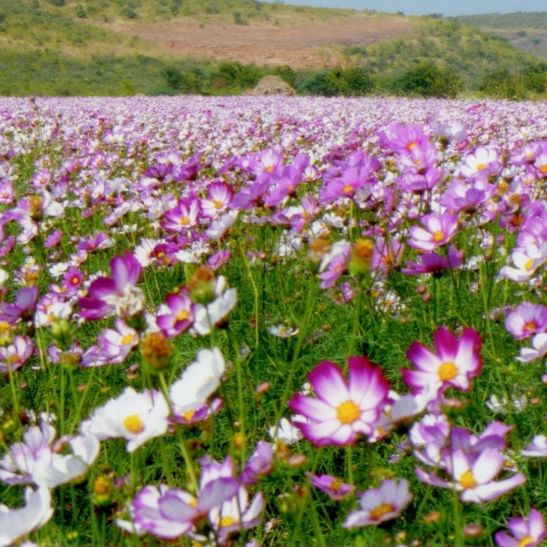 Picotee Cosmos Seeds - Image 3