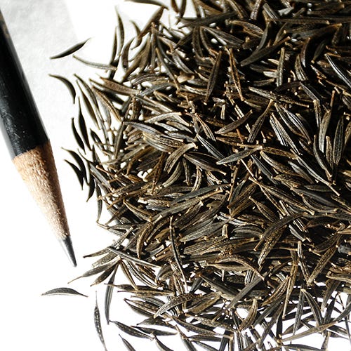 Picotee Cosmos Seeds - Image 5