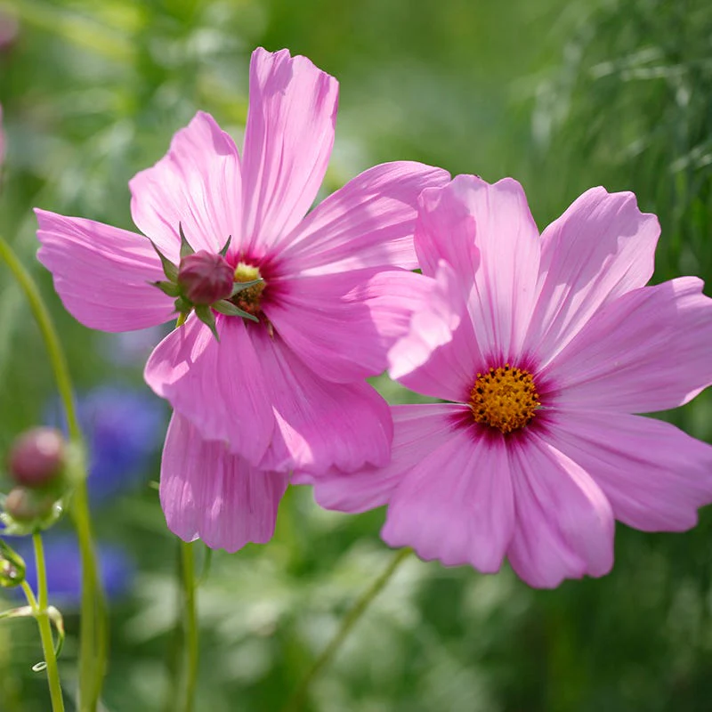 Pinkie Cosmos Seeds - Image 2