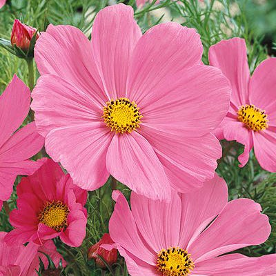 Pinkie Cosmos Seeds - Image 3