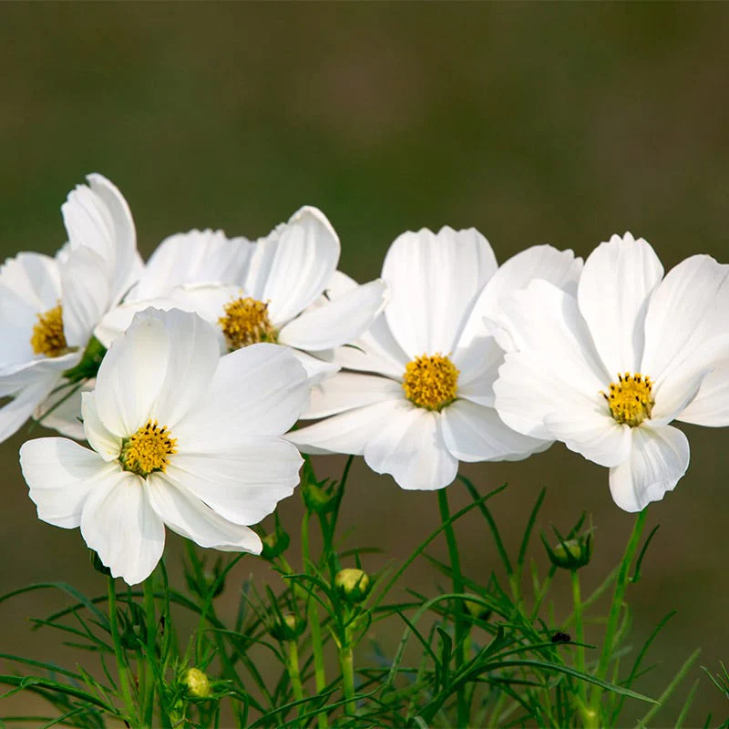 Purity Cosmos Seeds - Image 2