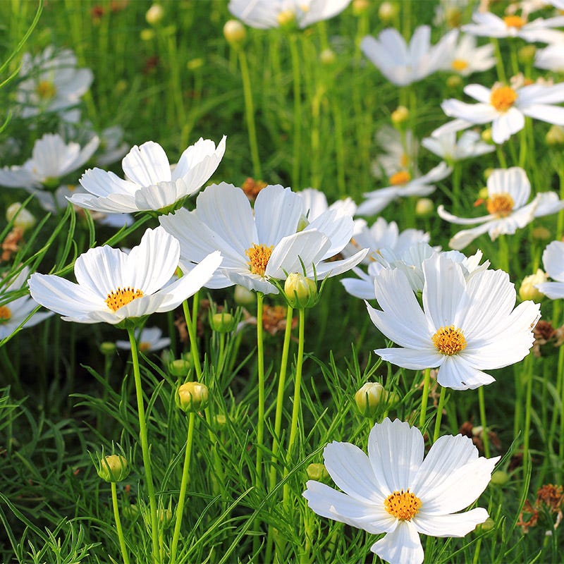Purity Cosmos Seeds - Image 3