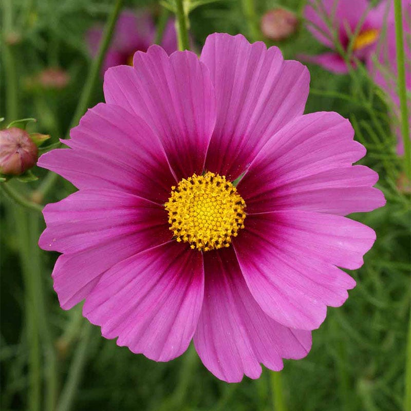 Colorburst Cosmos Seed Packet Set - Image 6