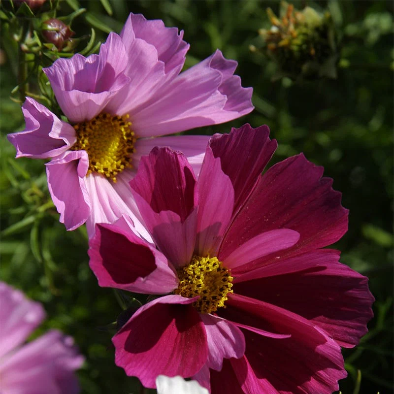 Sea Shells Cosmos Seed Mix - Image 3