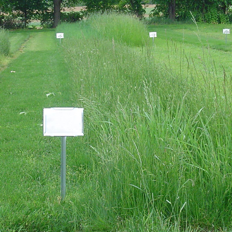 Creeping Red Fescue Grass Seeds - Image 4