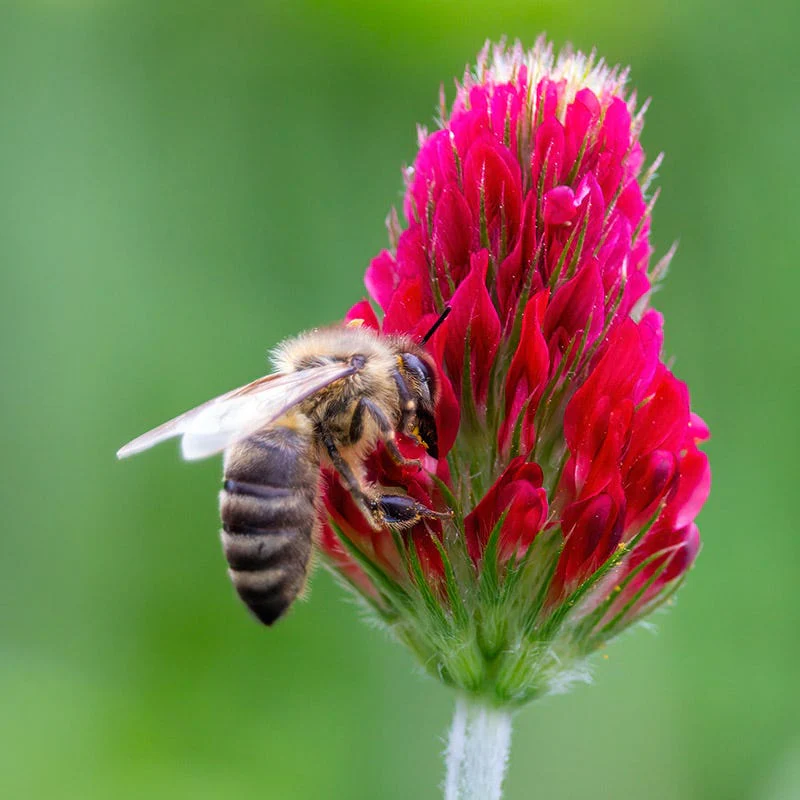 Crimson Clover Seeds - Image 2
