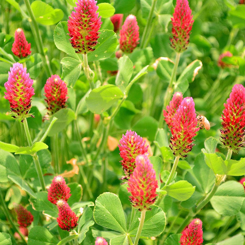 Crimson Clover Seeds - Image 3