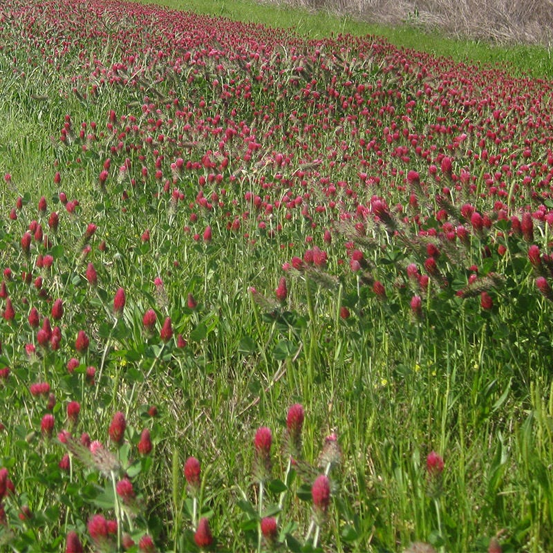 Crimson Clover Seeds - Image 5